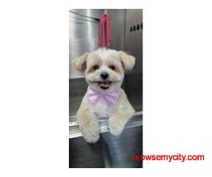 Fluffy Tails - Mobile Pet Grooming in Doha, Qatar