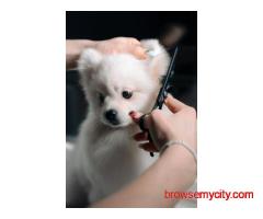 Fluffy Tails - Mobile Pet Grooming in Doha, Qatar
