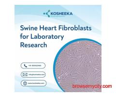 Swine Heart Fibroblasts for Laboratory Research