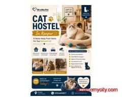 Cat Hostel In Kanpur