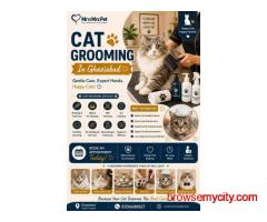 Cat Grooming In Ghaziabad