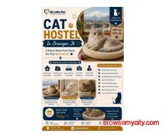Cat Hostel In Srinagar Jk