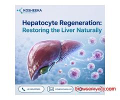 Hepatocyte Regeneration: Restoring the Liver Naturally