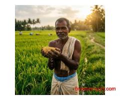 Top Quality Agricultural Seeds Supplier in India – Agri Raise Crop Care