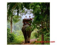 Plan Your Jim Corbett Trip Better With Smarter Booking Choices