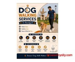 Dog Walking Services in Chandigarh