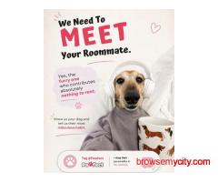 Best Pet Match App for Dogs: Why Pet Parents Are Choosing Pawfect