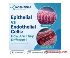 Epithelial vs Endothelial Cells: How Are They Different?
