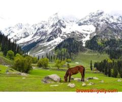 Splendid Hues of Kashmir