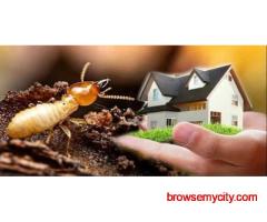 Termite Pest Control Services in Hyderabad
